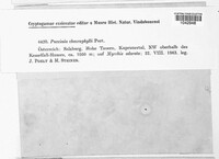 Puccinia chaerophylli image